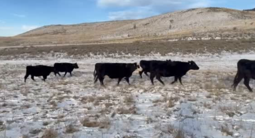 Home raised and very gentle-BC106C6